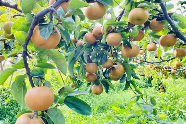 田沢農園の木になっている梨